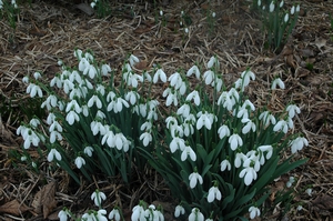 SNOWDROP